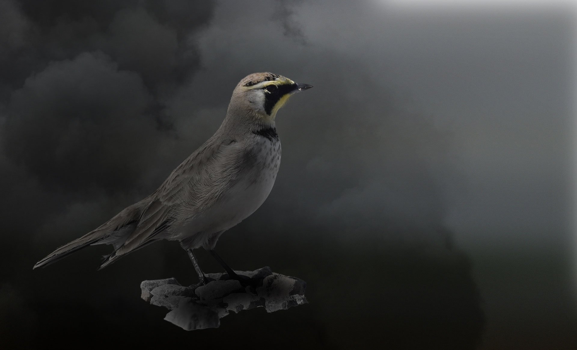 A lark stands amid smoke.