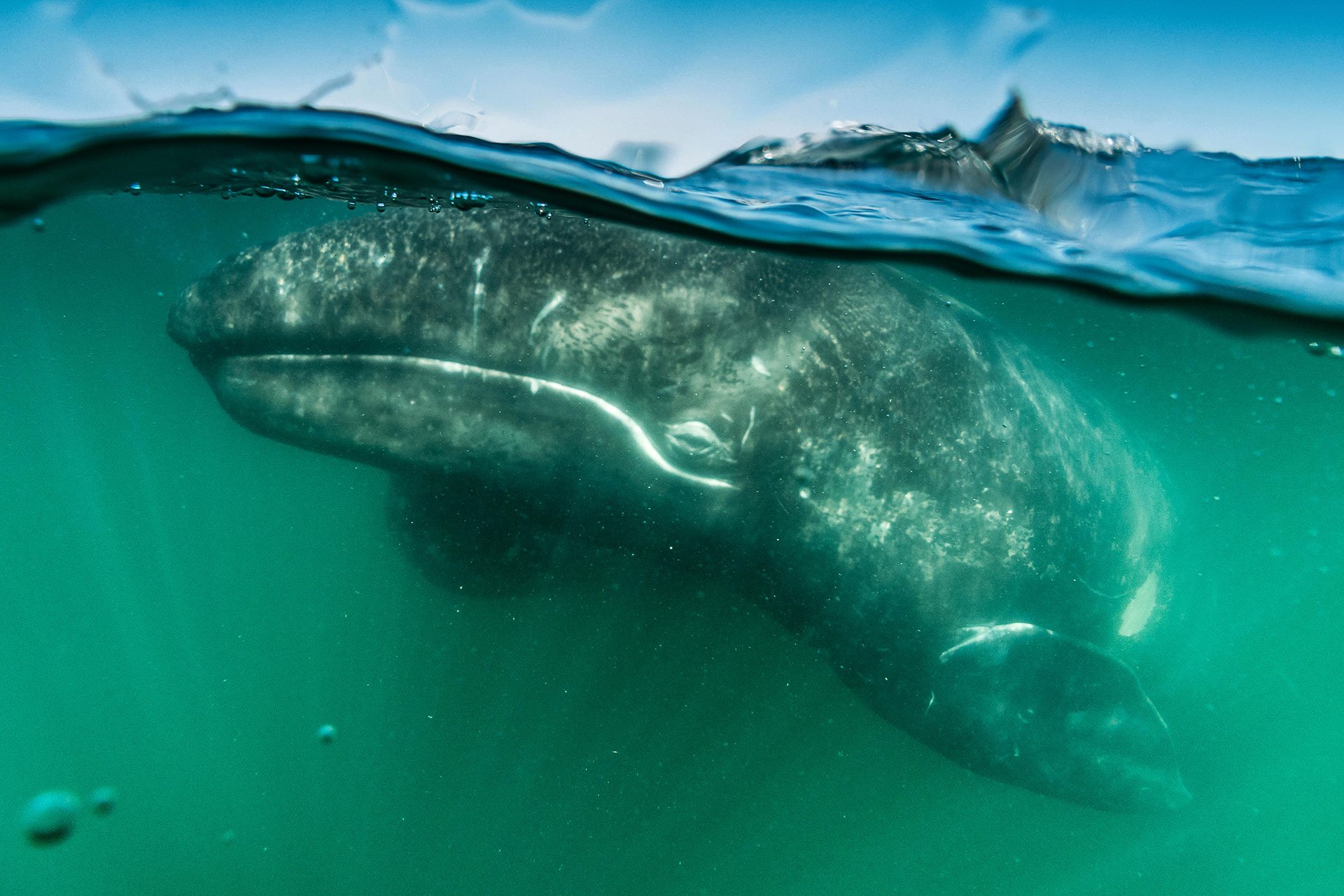 Baja California gray whale calf, Eschrichtius robustus, in Laguna San Ignacio.