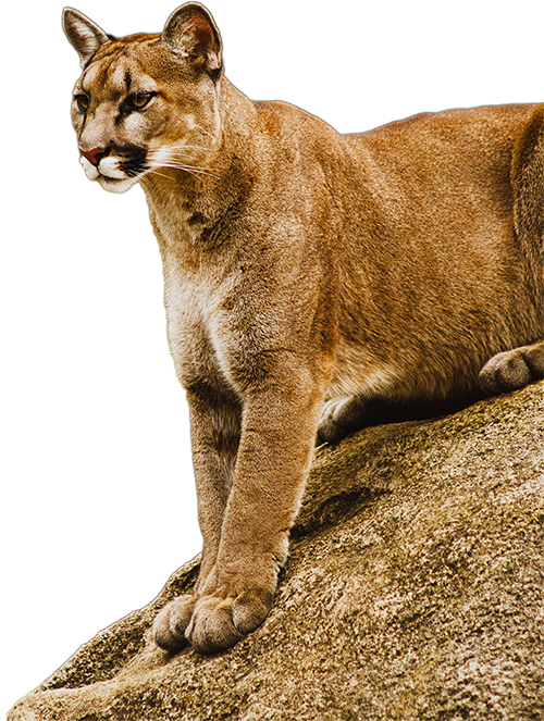 Mountain lion standing on a large rock